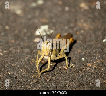 Blick auf australische Riesengrasschrecken, Valanga irregularis, Riesenvalanga, unterwegs im Queensland Garden, Australien. Stockfoto