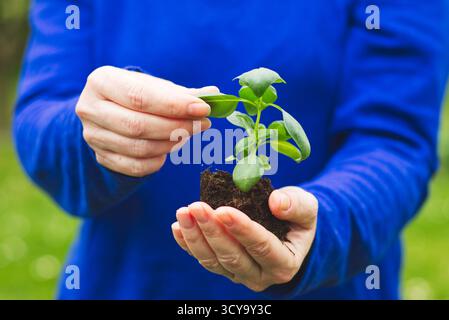 Die Frau hält Basilikum in den Händen und beginnt ein neues Leben Stockfoto