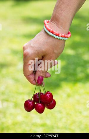 Frau, die reife rote Kirschen in der Hand hält, gesundes Bio-Essen, einheimische Produkte erntet Stockfoto