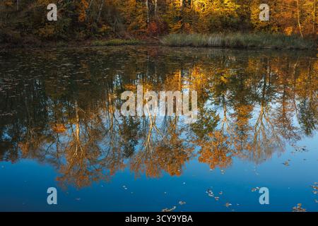Herbstwälder reflektieren sich auf der Wasseroberfläche und bilden den Hintergrund der Herbstsaison mit farbenfrohen Laub und ruhiger Seenlandschaft Stockfoto