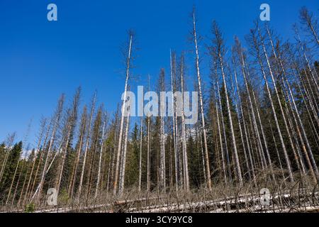 Waldrückgang. Umweltkatastrophe und Schäden in Nadelwäldern mit umgefallenen Baumstämmen, die durch Dürre infolge des Klimawandels betroffen sind Stockfoto