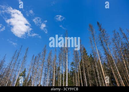 Trockener Fichtenwald, der durch Rindenkäfer und Dürre infolge des Klimawandels im Waldökosystem beschädigt wurde. Trockene tote Bäume unter blauem Himmel Stockfoto