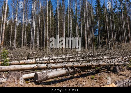 Waldrückgang. Umweltkatastrophe und Schäden in Nadelwäldern mit umgefallenen Baumstämmen, die durch Dürre infolge des Klimawandels betroffen sind Stockfoto