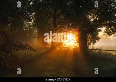 Herbstvormittagsszene mit goldenem Sonnenstrahl, der während des Sonnenaufgangs zwischen Bäumen in der Gasse leuchtet. Nebel schafft magische Atmosphäre in der Natur Stockfoto