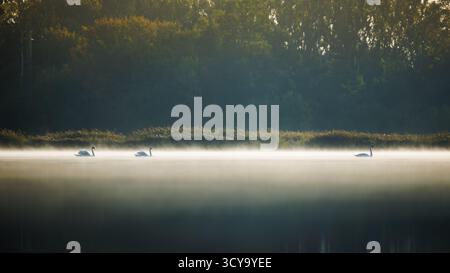 Schwäne, die während des friedlichen Sonnenaufgangs am Morgen auf dem nebeligen Herbstsee schwimmen. Wasservögel in ruhiger Landschaft. Tierwelt im Naturraum Stockfoto