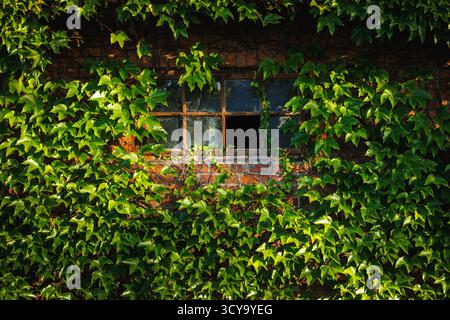 Fenster mit Glasbruch und gemauerte Wand des Gebäudes, bedeckt mit grünen Efeublättern. Städtisches Grün Stockfoto
