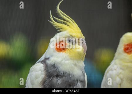 Kakatiel-Vogel mit hellgelben Kopffedern und leuchtend orangefarbenen Wangen zur Seite Stockfoto