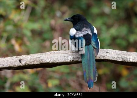 Magpie Pica Pica, schwarz mit weißen Flecken an Schultern und Flügeln, weißer Bauch und schillernder violett-blaugrüner Schimmer an den Flügeln und langen steifen Schwanzfedern Stockfoto