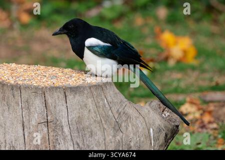 Magpie Pica Pica, schwarz mit weißen Flecken an Schultern und Flügeln, weißer Bauch und schillernder violett-blaugrüner Schimmer an den Flügeln und langen steifen Schwanzfedern Stockfoto