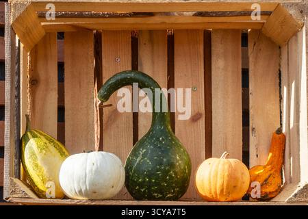 Verschiedene Kürbisse und Kürbisse in einer Holzkiste. Stockfoto