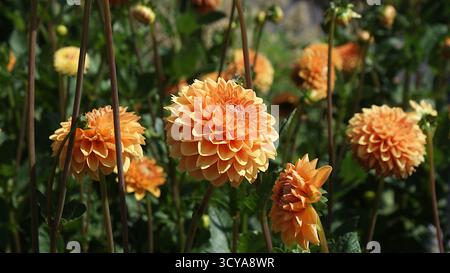 Ein Bett mit Orangen Dahlien im Garten. Stiele, Laub und Knospen verbessern das Bild. Stockfoto
