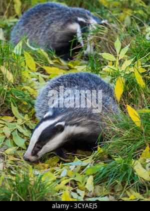 Zwei europäische Dachse auf Nahrungssuche Stockfoto