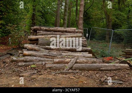 Baumstämme (Holz, Baumböcke) stapelten sich auf St Ives Estate, Harden, Bingley, Yorkshire. Die Baumstämme sind aus Gründen der öffentlichen Sicherheit abgezäunt. Stockfoto