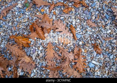 Braune Herbsteichenblätter auf einem Kiesweg. Stockfoto