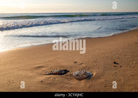 Zwei Quallen, die an Land gewaschen werden, am Sandstrand, beleuchtet von sanftem Morgenlicht mit sanften Meereswellen im Hintergrund, typische Szene aus Bulgarien Black SE Stockfoto