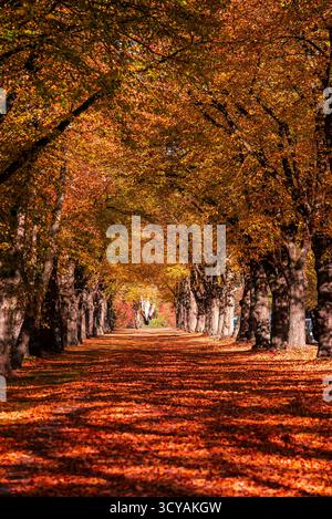 Von Bäumen gesäumte Allee bildet im Herbst einen Tunnel aus goldenen und rosafarbenen Blättern Stockfoto
