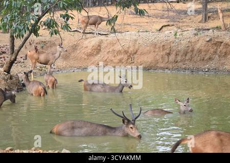 Eine ruhige Gruppe von Hirschen, einschließlich einer Bühne mit Geweih, entspannen Sie in einem Waldteich, einige schwimmen, während andere Wasser in der Nähe des Ufers trinken. Stockfoto