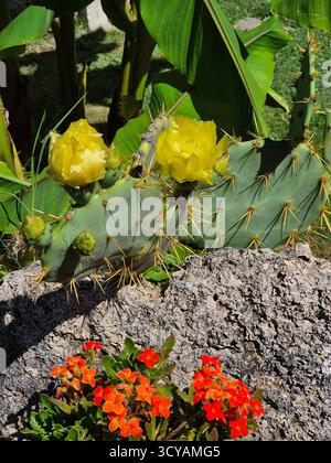 Kaktusblüte. Gelbe Blüten eines großen Kaktus. sukkulenten auf einem Stein Stockfoto