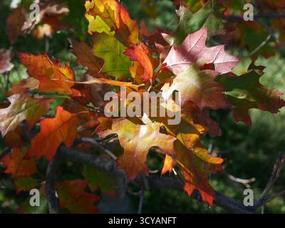Farbenfrohe Herbstblätter von Scarlet Oak (Quercus coccinea) in Colorado Stockfoto