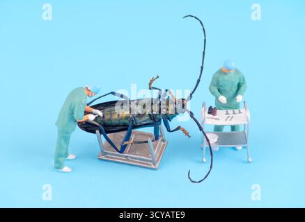 Nahaufnahme von zwei Chirurgen in Peelings, die eine Dissektion an einem massiven Käfer unter hellem Licht durchführen, mit chirurgischen Werkzeugen und Geräten Stockfoto