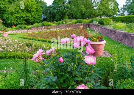 Nahaufnahme der blühenden rosafarbenen Pfingstrosen im Vordergrund, umgeben von gepflegten Blumenbeeten und üppigem Grün im Rosenhoehe Park, Darmstadt. Stockfoto