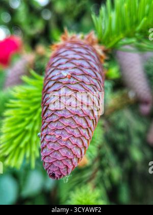 Nahaufnahme eines Tannenzapfels auf einem Ast Stockfoto