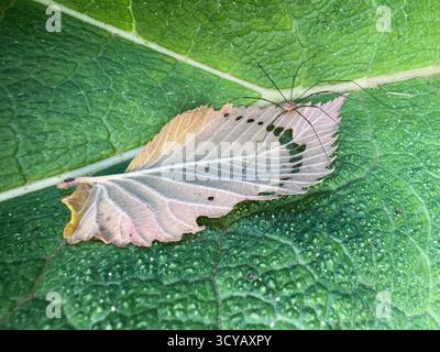 Makroaufnahme einer langbeinigen Erntemannspinne, die auf einem zarten skelettierten Blatt auf einem größeren grünen Blatt ruht Stockfoto