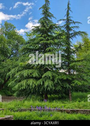 Hohe grüne Weihnachtsbäume. Weihnachtsbäume im Wald Stockfoto