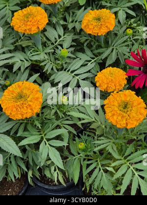 Nahaufnahme von gelben und orangen Ringelblumen Stockfoto