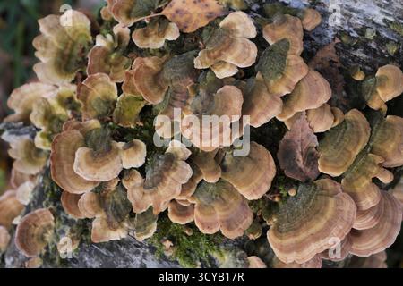 Gruppe von Pilzen, die auf einem Baumstamm im Herbstwald wachsen. (Trichaptum biforme). Stockfoto