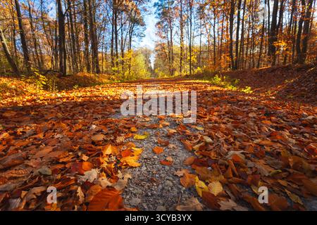 Gefallene bunte Blätter auf einer Feldstraße in einem sonnigen Herbstwald, Nowiny, Polen Stockfoto