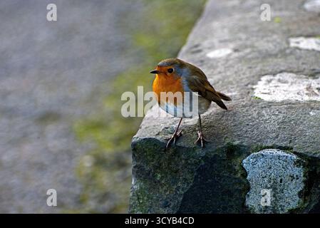 Robin - erithacus rubecula Stockfoto