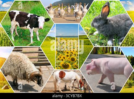 Eine helle, vertikale Fotocollage zeigt mit einem geometrischen sechseckigen Design die reiche Vielfalt des landwirtschaftlichen Lebens, mit Nahaufnahmen von Vieh und W Stockfoto
