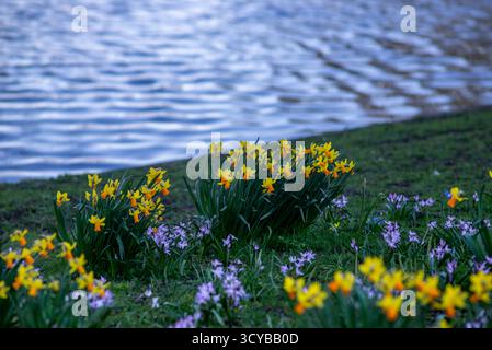 Gelbe und orangene Narzissen mit verstreuten violetten Blüten blühen entlang des grasbewachsenen Ufers einer plätschernden Wasseroberfläche in Leiden, Niederlande, Stockfoto