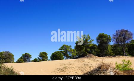 Eine ruhige Wüstenlandschaft: Sanfter goldener Sand unter einem kristallklaren blauen Himmel, umgeben von üppigem Grün und spärlicher Vegetation Stockfoto