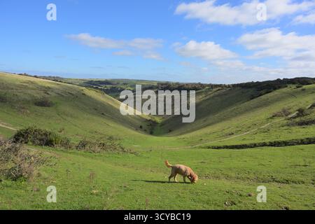 Goldenes Labradoodle im Vordergrund am Devil’s Dyke, nahe Brighton in West Sussex, England. Stockfoto