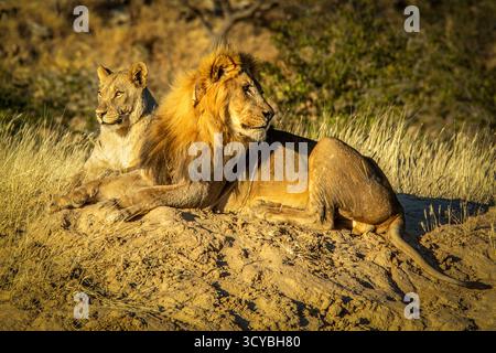 Ein männlicher Löwe, der sich auf einer Sandbank in der frühen Morgensonne entspannt, mit einem Weibchen, das bequem hinter ihm liegt. Stockfoto