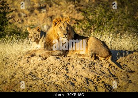 Ein männlicher Löwe, der sich auf einer Sandbank in der frühen Morgensonne entspannt, mit einem Weibchen, das bequem hinter ihm liegt. Stockfoto