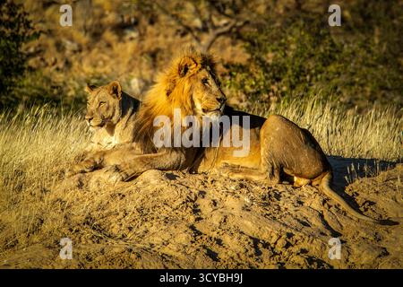 Ein männlicher Löwe, der sich auf einer Sandbank in der frühen Morgensonne entspannt, mit einem Weibchen, das bequem hinter ihm liegt. Stockfoto