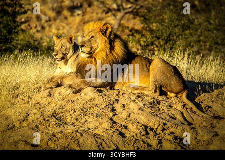 Ein männlicher Löwe, der sich auf einer Sandbank in der frühen Morgensonne entspannt, mit einem Weibchen, das bequem hinter ihm liegt. Stockfoto