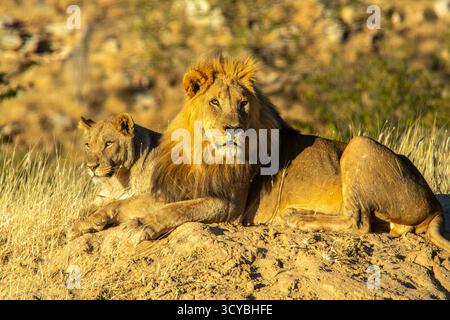 Ein männlicher Löwe, der sich auf einer Sandbank in der frühen Morgensonne entspannt, mit einem Weibchen, das bequem hinter ihm liegt. Stockfoto