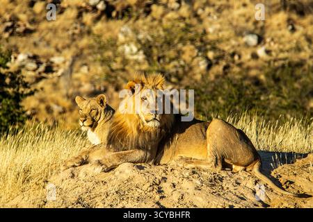 Ein männlicher Löwe, der sich auf einer Sandbank in der frühen Morgensonne entspannt, mit einem Weibchen, das bequem hinter ihm liegt. Stockfoto