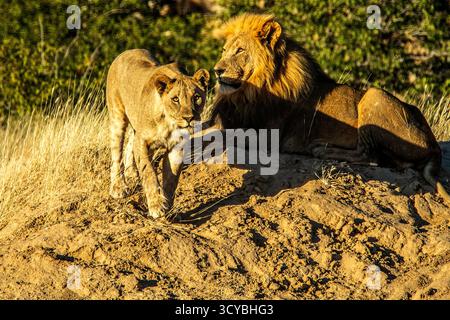 Eine Löwin, die auf die Kamera blickt und sich nähert, mit dem Mann, der entspannt liegt; auf einer Sandbank, direkt hinter ihr. Stockfoto