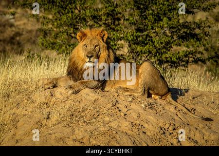 Ein männlicher Löwe mit einer großen, goldenen Mähne, entspannt auf einer Sandbank in der frühen Morgensonne. Stockfoto