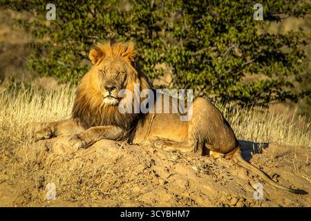 Ein männlicher Löwe mit einer großen, goldenen Mähne, entspannt auf einer Sandbank in der frühen Morgensonne. Stockfoto