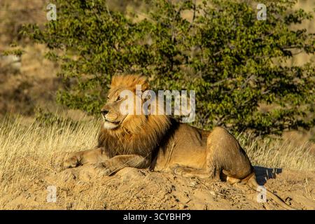 Ein männlicher Löwe mit einer großen, goldenen Mähne, entspannt auf einer Sandbank in der frühen Morgensonne. Stockfoto