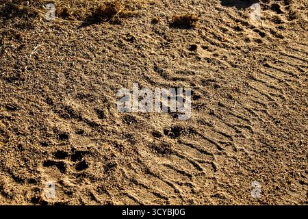 Löwenspuren entlang einer Reifenspur im Sand. Stockfoto