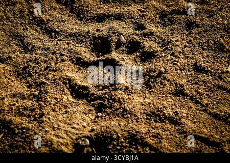 Einzelner Löwenpfosten neben einer Reifenspur des Fahrzeugs, in Sand bei Sonnenuntergang. Stockfoto