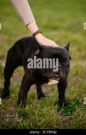 Black Bulldog genießt beim Spaziergang im Park die Zuneigung und Aufmerksamkeit des Besitzers. Hund genießt sanftes Streicheln und Bulldog entspannt sich während des Spiels. Fürsorglich für Stockfoto