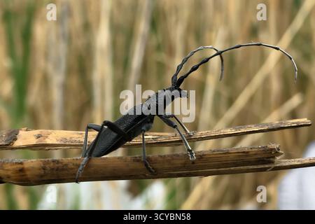 Ein schwarzer Langhornkäfer (Monochamus sp.) Sie ruhen auf einem trockenen Schilf in einem natürlichen Lebensraum aus. Hochwertige Fotos Stockfoto